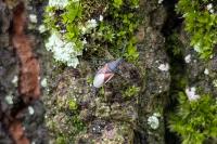 Oxycarenus lavaterae