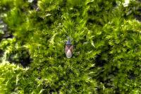 Oxycarenus lavaterae