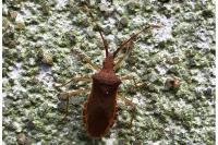 Gonocerus acuteangulatus