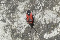 Melanocoryphus albomaculatus