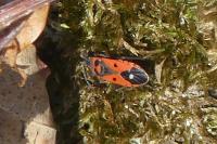 Melanocoryphus albomaculatus