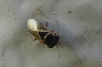 Geocoris megacephalus