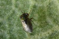 Geocoris megacephalus