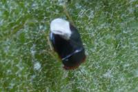 Geocoris erythrocephalus