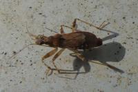 Himacerus mirmicoides