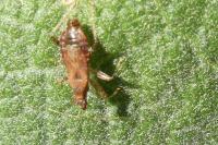 Himacerus mirmicoides