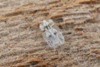 Corythucha ciliata