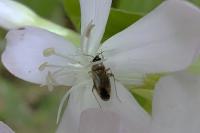 Plagiognathus arbustorum