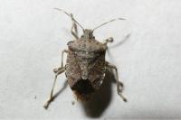 Halyomorpha halys