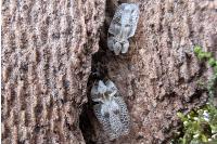Corythucha ciliata