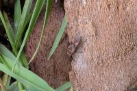 Arocatus roeselii