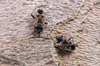 Rhyparochromus vulgaris