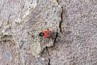 Melanocoryphus albomaculatus