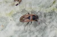 Xanthochilus quadratus