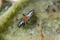 Pterotmetus staphyliniformis