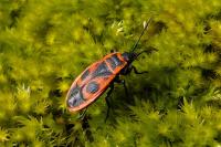 Pyrrhocoris apterus