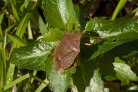 Palomena prasina