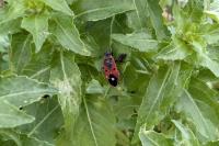 Melanocoryphus albomaculatus