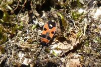 Horvathiolus superbus