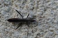 Micrelytra fossularum