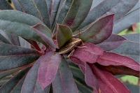Aelia acuminata
