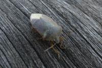 Nezara viridula