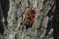 Pyrrhocoris apterus