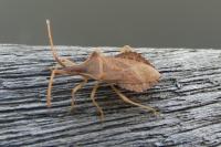 Haploprocta sulcicornis
