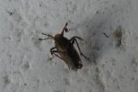 Asiraca clavicornis