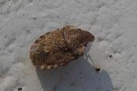 Sciocoris
