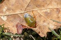 Piezodorus lituratus