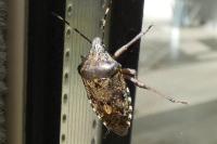Rhaphigaster nebulosa