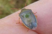Piezodorus lituratus