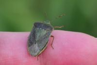 Nezara viridula