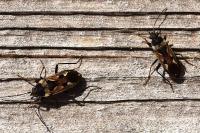 Rhyparochromus vulgaris