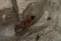 Melanocoryphus albomaculatus