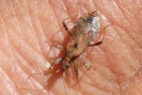 Himacerus mirmicoides