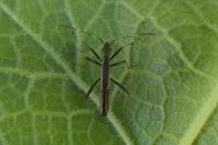 Micrelytra fossularum