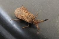 Strobilotoma typhaecornis