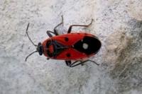 Melanocoryphus albomaculatus