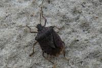 Halyomorpha halys