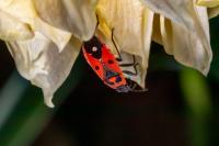 Melanocoryphus albomaculatus