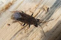 Peritrechus gracilicornis
