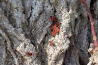 Melanocoryphus albomaculatus