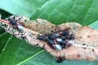 Oxycarenus lavaterae