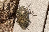 Rhaphigaster nebulosa