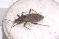 Himacerus mirmicoides