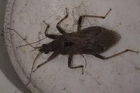 Himacerus mirmicoides