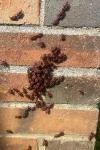 Pyrrhocoris apterus