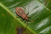 Gonocerus acuteangulatus